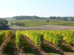 vigne 6 morgon idealwine