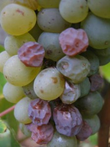 650_Chenin_InterLoire Quarts-de-Chaume grand cru