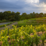 AOC Bourgogne en Beaujolais : un contentieux naissant