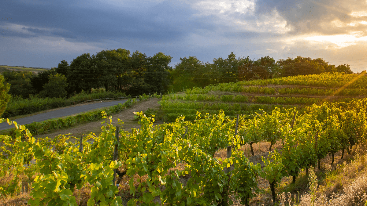 Lire la suite à propos de l’article AOC Bourgogne en Beaujolais : un contentieux naissant