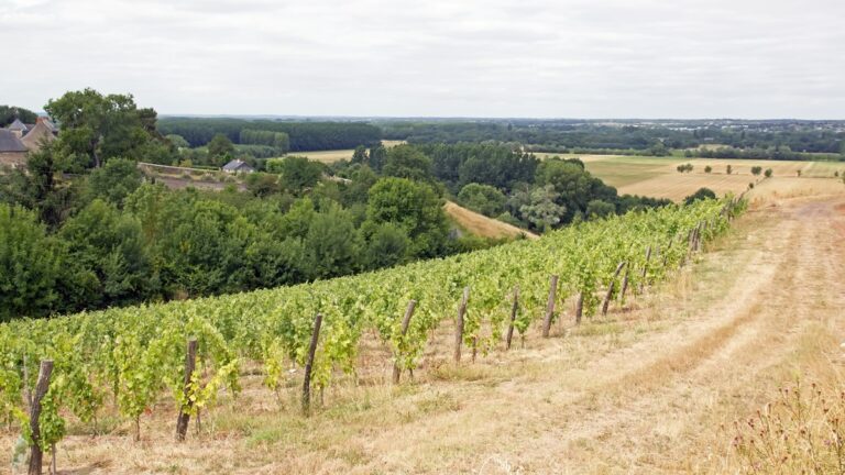 Lire la suite à propos de l’article L’appellation Quarts-de-Chaume classée Grand Cru de Loire