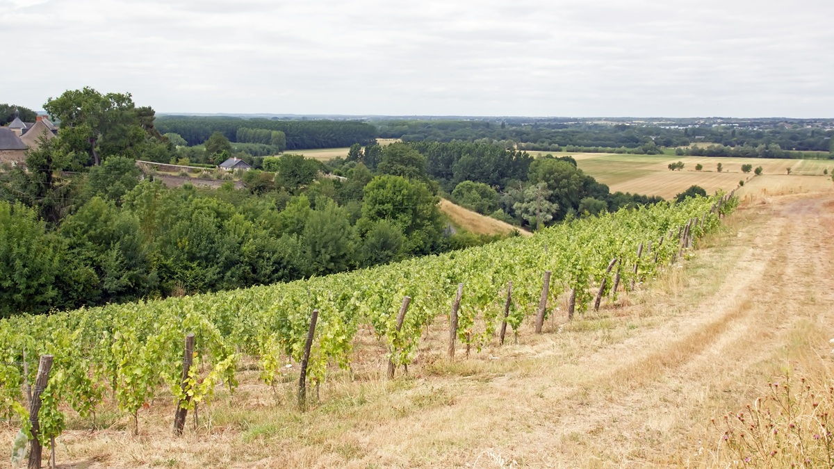 Lire la suite à propos de l’article L’appellation Quarts-de-Chaume classée Grand Cru de Loire
