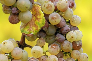 Vinification des liquoreux passerillage ou botrytis ? iDealwine