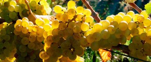 Zoom sur l’appellation Montlouis iDealwine chenin