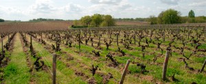 Zoom sur l’appellation Montlouis iDealwine