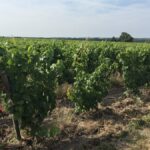 Zoom sur l’appellation Montlouis