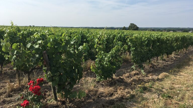 Lire la suite à propos de l’article Zoom sur l’appellation Montlouis