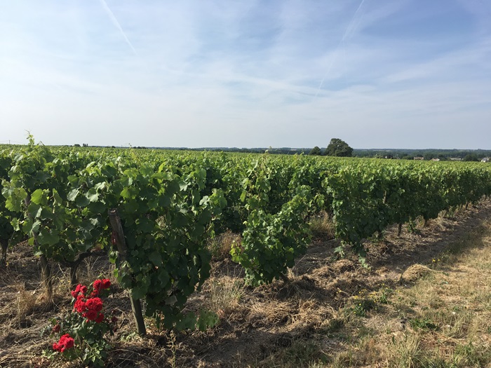 montlouis-sur-loire vignoble