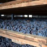 Vinification des liquoreux : passerillage ou botrytis ?