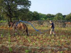 Clos des Fées iDealwine 2