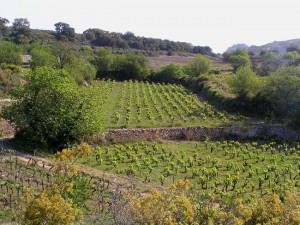 OLYMPUS DIGITAL CAMERA Vignes domaines Gauby vin Roussillon