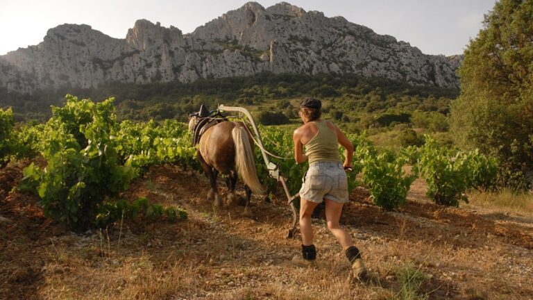 Lire la suite à propos de l’article Zoom sur un domaine : le Clos des Fées, une réussite magique !