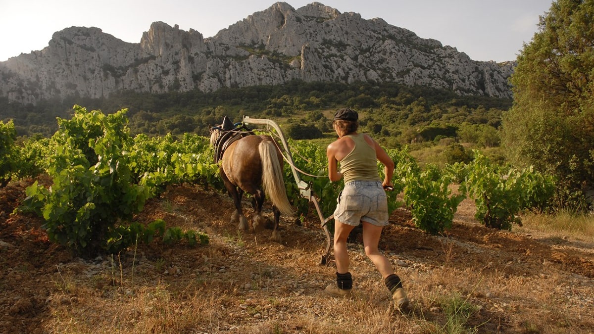 Lire la suite à propos de l’article Zoom sur un domaine : le Clos des Fées, une réussite magique !