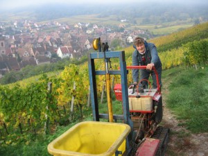 Jean-Michel Deiss dans Schoenenbourg Jean-Michel Deiss complantation cépages