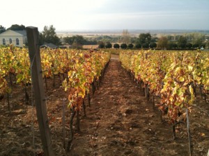 Toqués de Tokaj : reportage au royaume de Disznoko iDealwine 