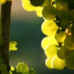 Riesling, un très grand cépage