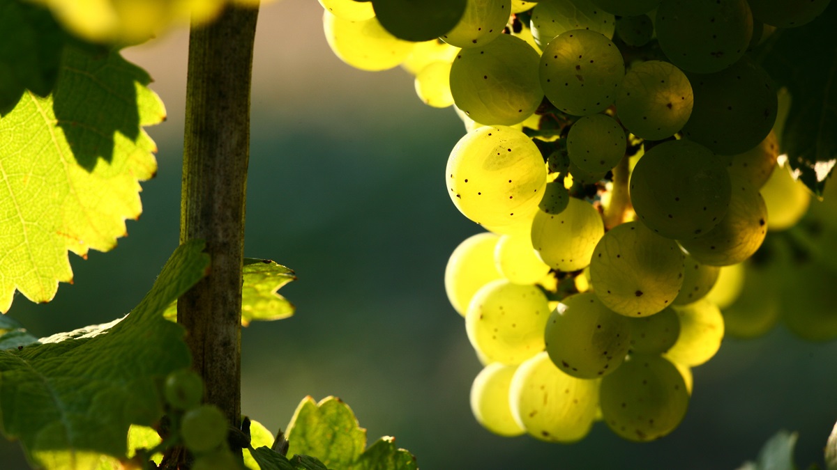 Lire la suite à propos de l’article Riesling, un très grand cépage