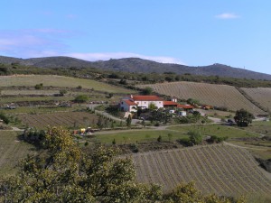 OLYMPUS DIGITAL CAMERA Vignes domaines Gauby vin Roussillon iDealwine 2