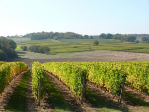 Réforme des appellations viticoles vin