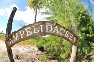 panneau-domaine-tahiti Vendanges à Tahiti : Vin de Pays Tropical ! iDealwine 1