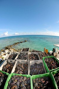 Vendanges à Tahiti : Vin de Pays Tropical ! iDealwine 2