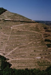 Pierre et Jérôme Coursodon iDealwine vins du Rhône 1