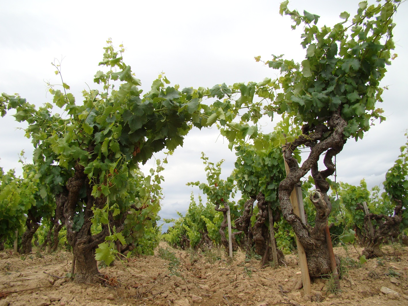 VieuxCeps2 cepage chateauneuf du pape