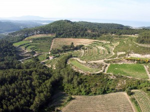 Chateau-de-Pibarnon iDealwine vignes