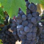 A la (re)découverte du tibouren, un cépage typiquement provençal