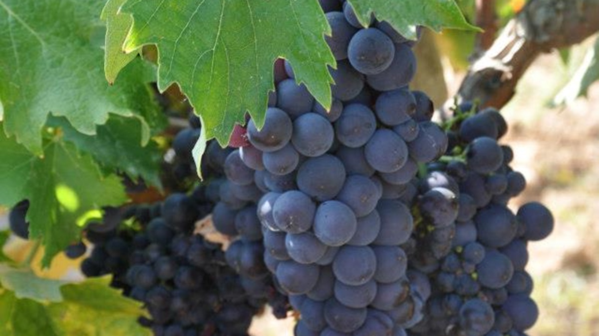 Lire la suite à propos de l’article A la (re)découverte du tibouren, un cépage typiquement provençal