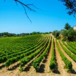 Quels accords mets et vins avec un bandol rouge ou rosé ?