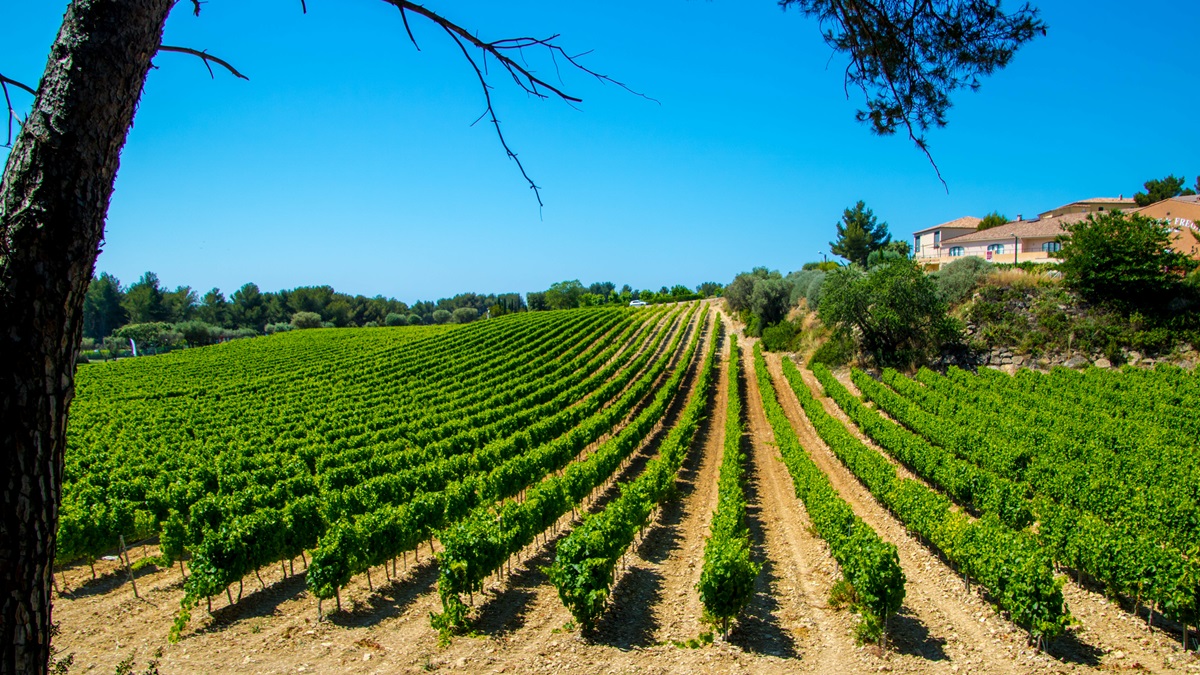 Lire la suite à propos de l’article Quels accords mets et vins avec un bandol rouge ou rosé ?