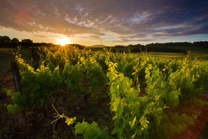 Vignoble à l'aube savagnin