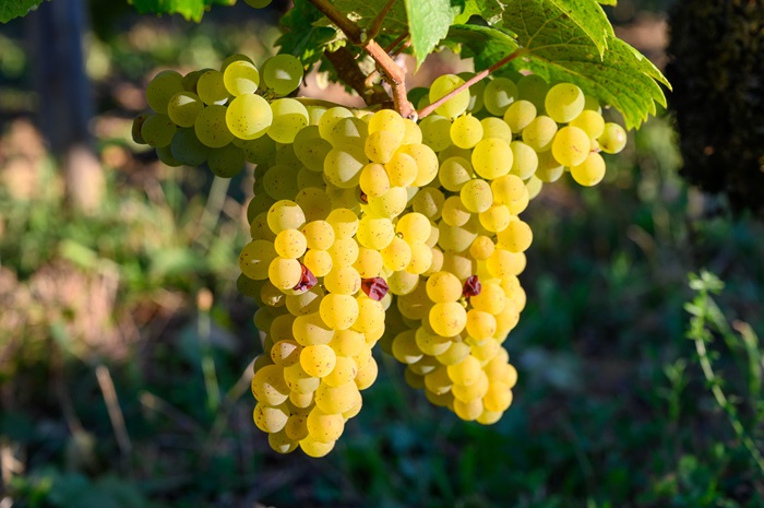 cepage-savagnin