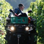 Le Château du Hureau : une valeur sûre à Saumur-Champigny