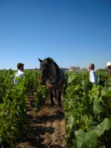 Le labour des parcelles biodynamique Roederer avec un cheval