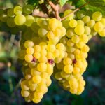 A la découverte d’un cépage : dans la magie du savagnin