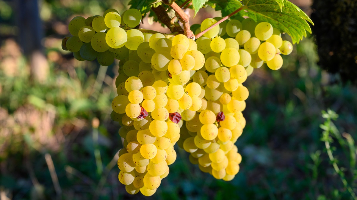 Lire la suite à propos de l’article A la découverte d’un cépage : dans la magie du savagnin
