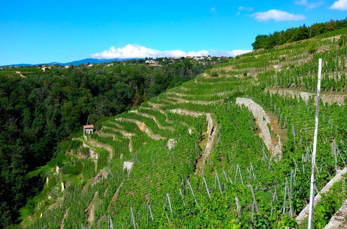 Domaine Georges Vernay iDealwine Rhone Condrieu vignes