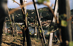 Pieds de vigne du domaine Georges Vernay