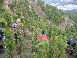 vendanges 2010 au Domaine Gonon