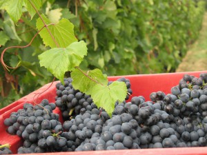 vendanges 2010 au Domaine Gonon