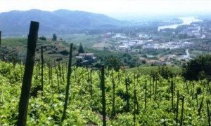 Les vignes de la maison Delas