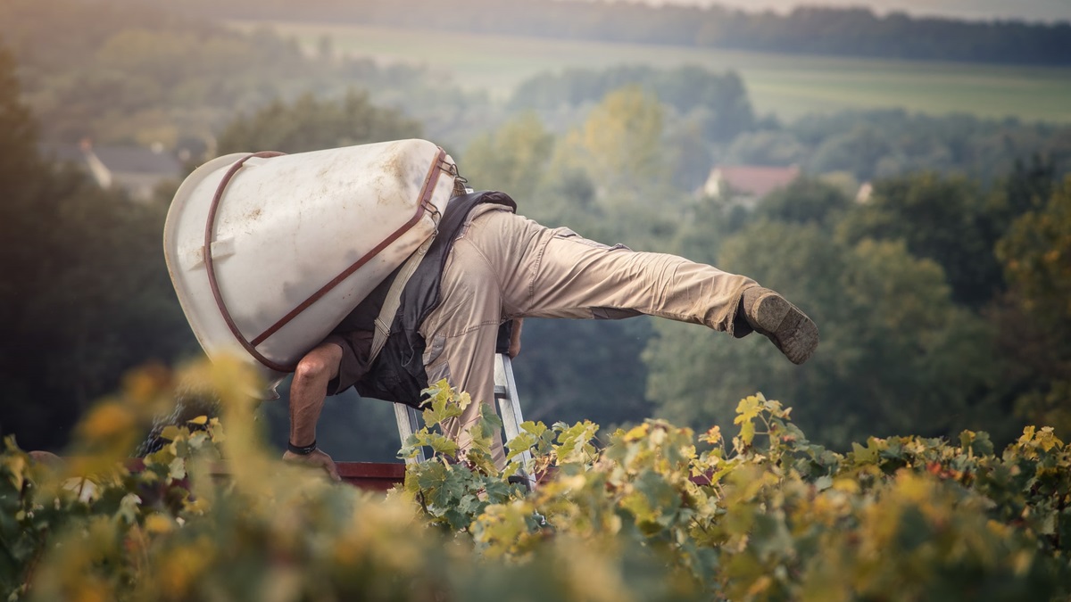 Lire la suite à propos de l’article Chinon : Nicolas Grosbois, un producteur à suivre…