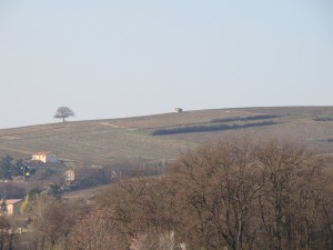 Vu de la Côte du Py avec le célèbre chêne symbolique du terroir de Morgon
