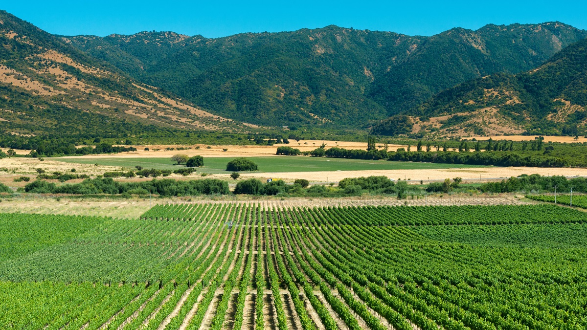 Lire la suite à propos de l’article Dégustation : 12 vins chiliens de pur cépage carménère