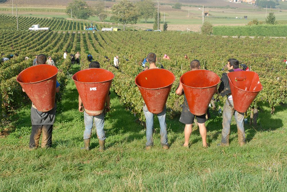 Vendanges au domaine des Terres Dorées, dans le Beaujolais