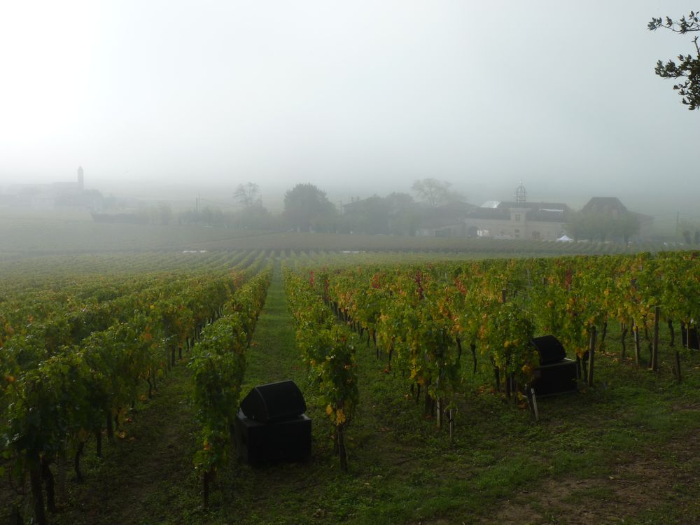 Le Château Angélus et ses vignes sont baignés dans la brume