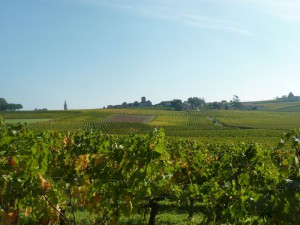 Les vignes de Château Angélus Les vignes de Château Angélus