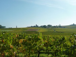 Les vignes de Château Angélus